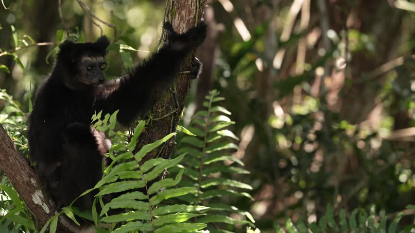 Wildlife Madagascar, babakoto, Indri indri, monkey, wide angle lens with habitat in Kirindy Forest, Madagascar. Lemur in the nature . Sifaka on the tree, sunny day. Largest living lemur.