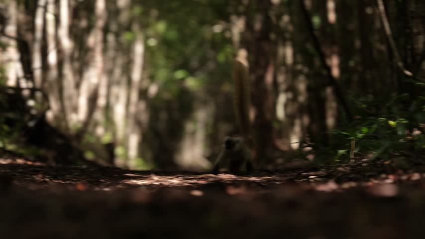 Eulemur macaco, common black lemurs are medium-sized lemurs found in the northwestern tip of Madagascar. Face running on the eoad forest in the nature, wildlife. Madagascar nature, north of island.