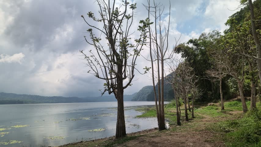 Row of Trees Along a Scenic Lake Shore Under a Cloudy Sky