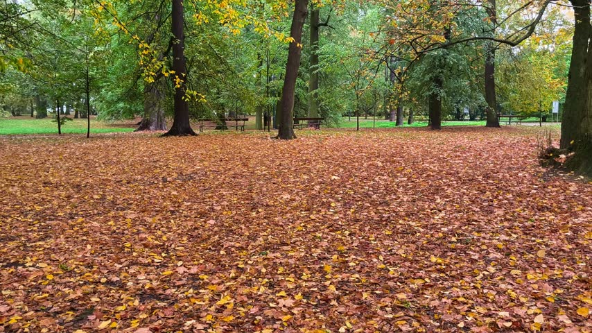 Scenic autumn park with fallen yellow leaves on ground and trees