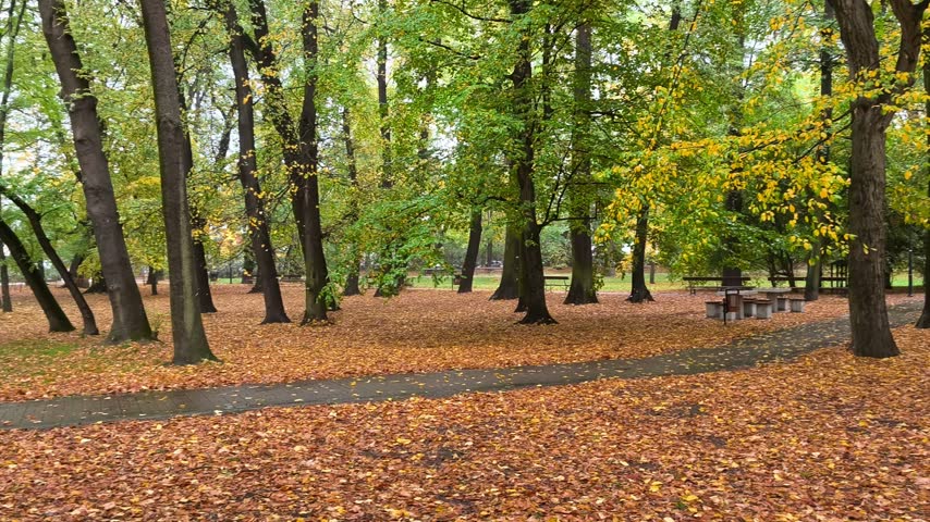 Scenic autumn park with fallen yellow leaves on ground and trees