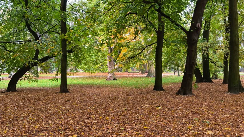 Scenic autumn park with fallen yellow leaves on ground and trees