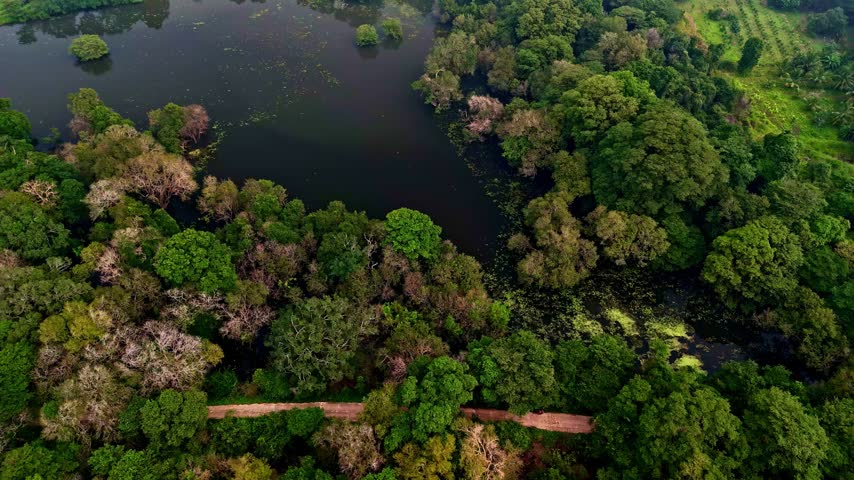 Aerial view of lush tropical forest surrounding a dark lake in the Sigiriya, Central Province, Sri Lanka.