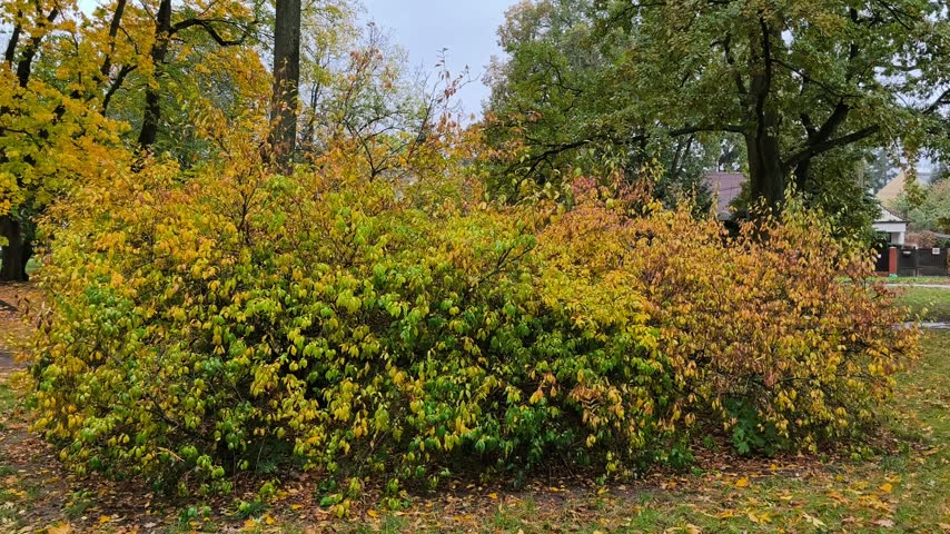 Scenic autumn park with yellow foliage and fallen leaves