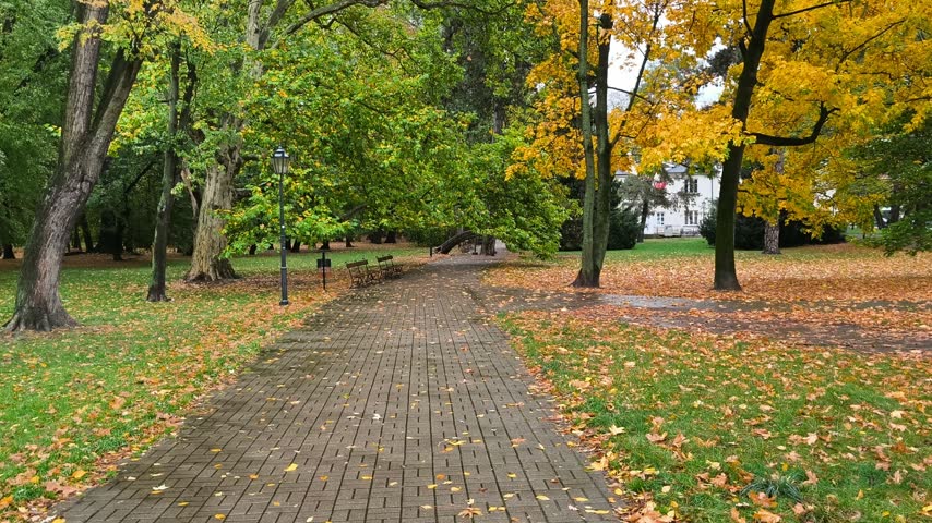 Scenic autumn park with yellow foliage and fallen leaves