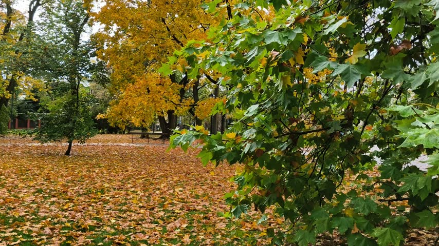 Scenic autumn park yellow foliage fallen leaves trees