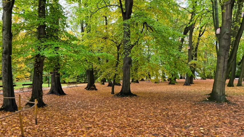 Scenic autumn park with fallen yellow leaves and trees