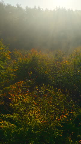 Drone flying over an autumn foggy forest, aerial view captured by another drone.