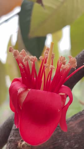 Macro Close-Up of a Blooming Red Durian Flower on a Tree Branch 