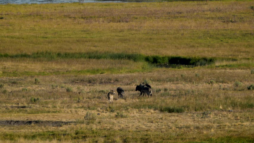 Pack of Wolves Plays as they Trot Across Hayden Valley in Yellowstone