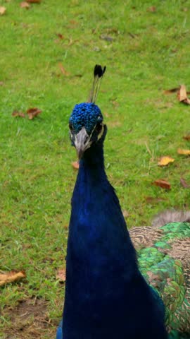 A close-up shot of a vibrant blue peacock turning its head from front to profile while standing on green grass.