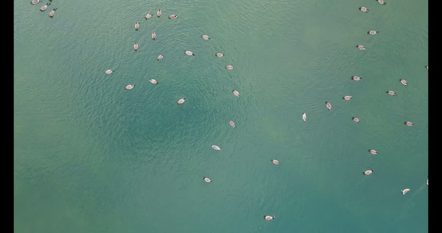 Aerial Drone Footage of Canada Geese Flock Swimming on Tranquil Turquoise Lake in Belgium
