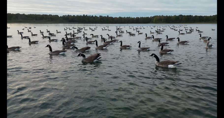 Large flock of Canada and greylag geese swimming and landing on calm lake at Blakheide nature reserve in Beerse Belgium during autumn evening
