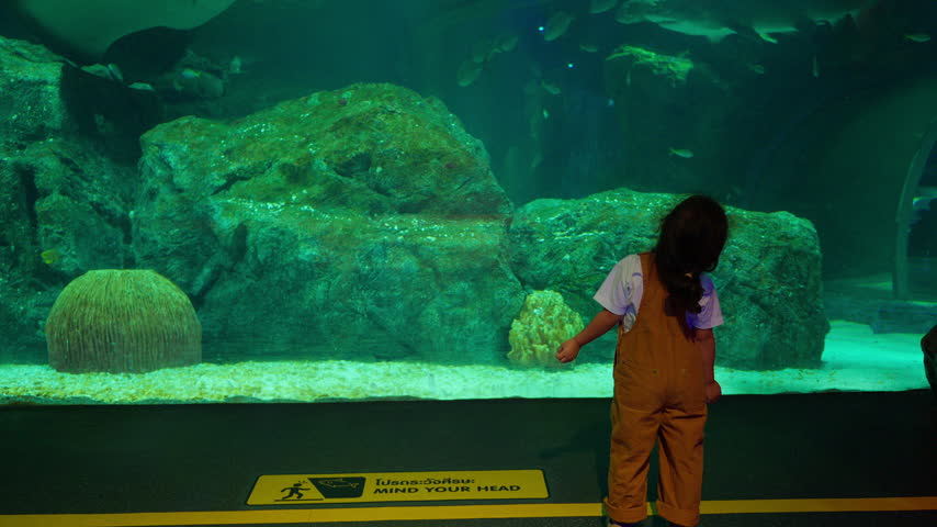 A young child stands captivated, watching sharks and rays swim in a large aquarium tank, experiencing a moment of wonder and educational discovery at a marine exhibit.