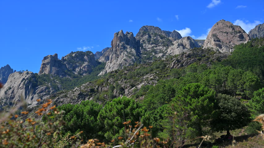 A broad view spans craggy peaks and green woodland with shrubs in the foreground.