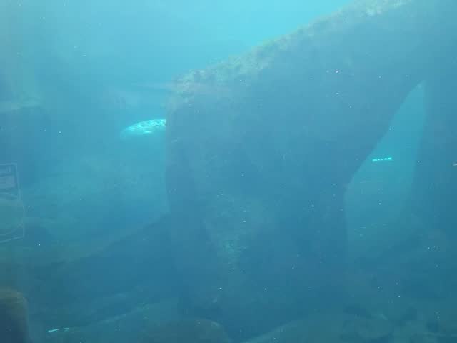 Fish swimming in a blue aquarium tank with rocks and kelp in Seward, Alaska