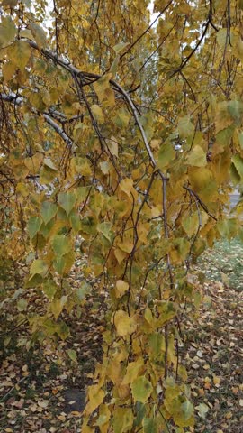 Autumn leaves on bending birch tree branches in park landscape