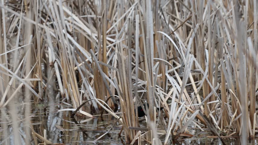 A red-winged blackbird is seen perched on dry cattail reeds in a marshy wetland. The bird