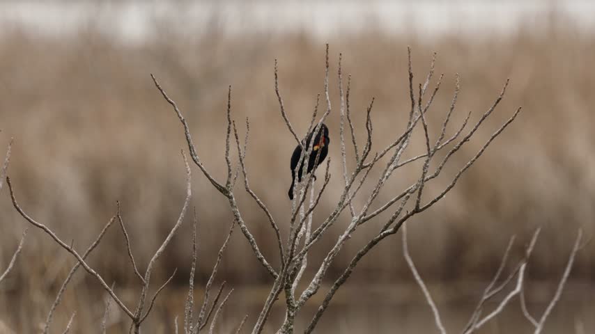A red-winged blackbird sits on the thin, leafless branches of a shrub in a marshy area with tall brown reeds in the background. The bird