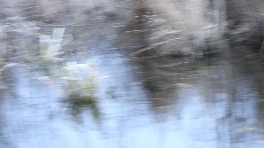 A tranquil pond bordered by tall, dry reeds and grasses, with reflections visible on the calm water