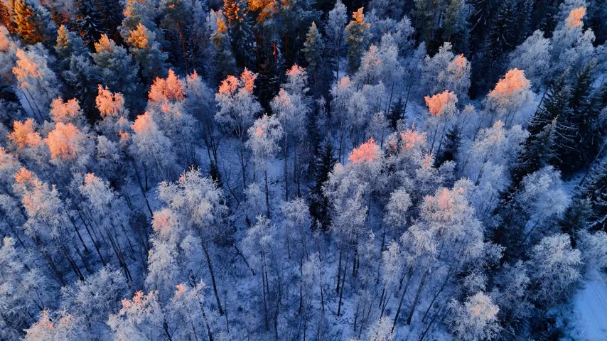 Moving over the wood with snow-covered trees. Light of setting sun colors the trees tops. Winter in the wilderness.