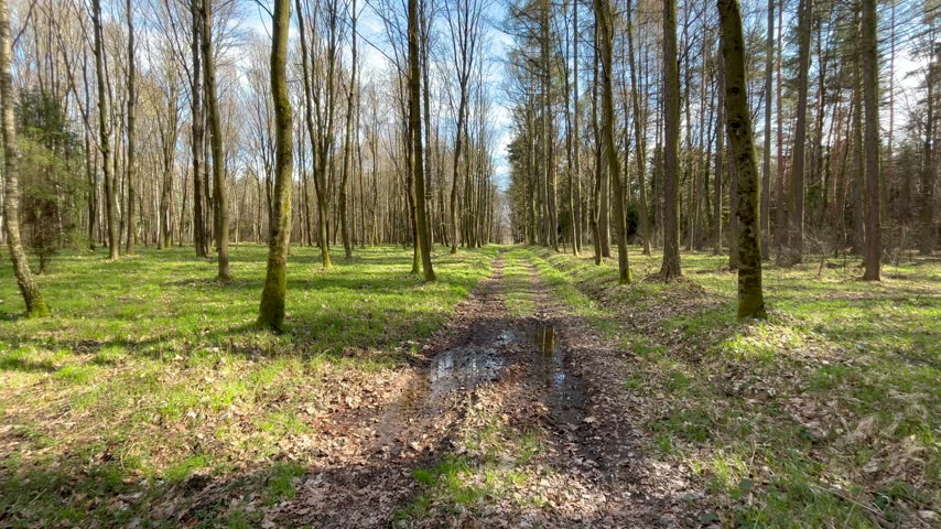 Spring forest with a sunlit woodland path and puddle, surrounded by tall trees and fresh green vegetation. Peaceful nature scene with birdsong on a sunny day.