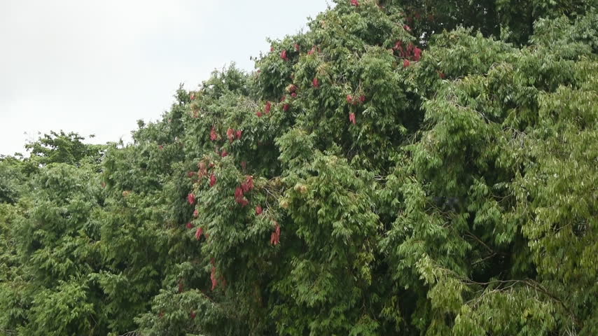 Ceylon Ironwood (Mesua ferrea, Mesua nagassarium, Ironwood, Na) Tree at Kelaniya Raja Maha Viharaya, Kelaniya, Sri Lanka.