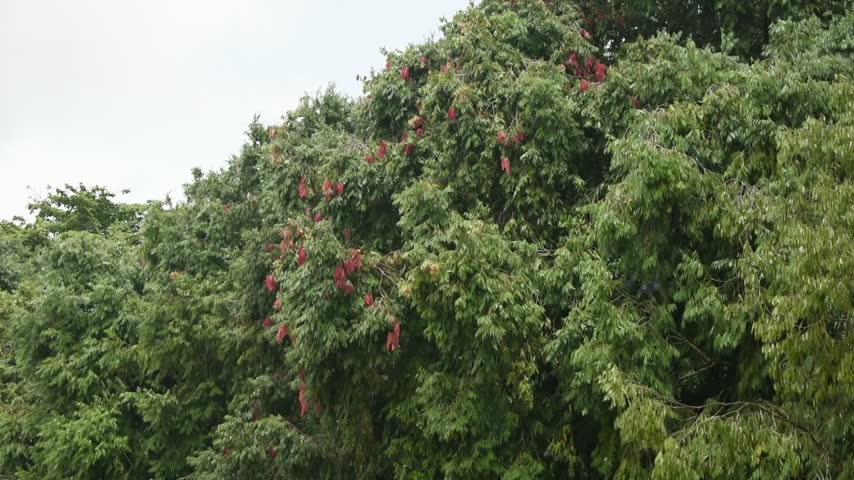 Ceylon Ironwood (Mesua ferrea, Mesua nagassarium, Ironwood, Na) Tree at Kelaniya Raja Maha Viharaya, Kelaniya, Sri Lanka.