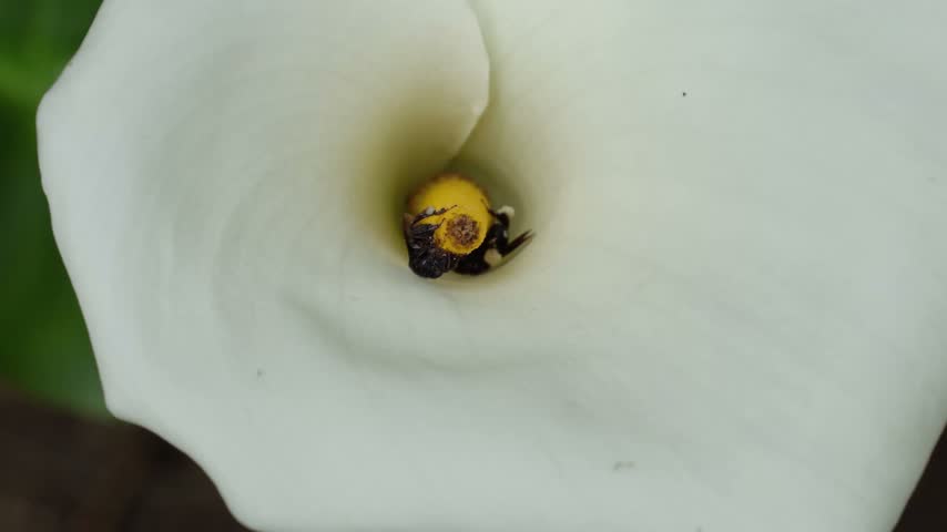 Small stingless bees visiting the center of an Alcatraz or Calla flower (Zantedeschia aethiopica).