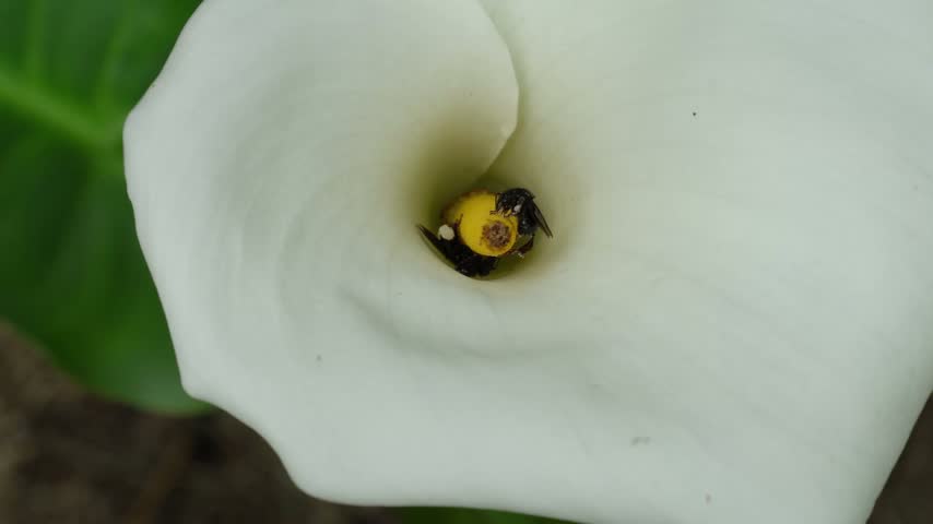 Small stingless bees visiting the center of an Alcatraz or Calla flower (Zantedeschia aethiopica).