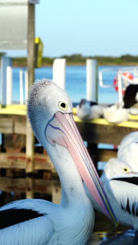Close-up of Australian pelicans resting on a pier in warm late afternoon light along the peaceful coastal waterfront at Mallacoota, Victoria, Australia.