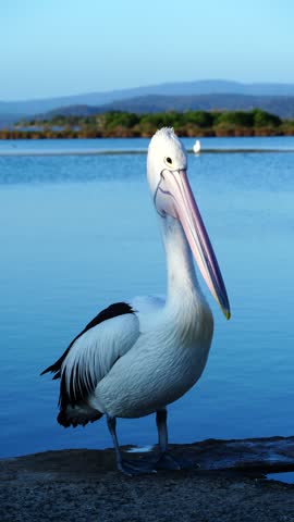 Close-up of Australian pelicans resting on a pier in warm late afternoon light along the peaceful coastal waterfront at Mallacoota, Victoria, Australia.