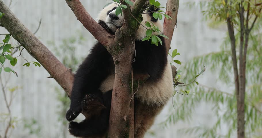 Giant panda baby sleeping on the tree	