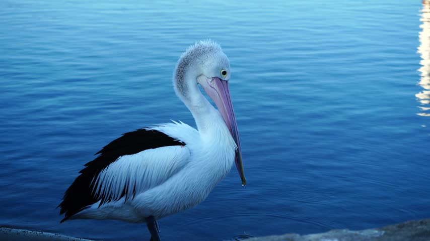 An Australian pelican rests beside the water in the afternoon at Mallacoota, Victoria, Australia, as droplets from its large bill create concentric ripples on the water.