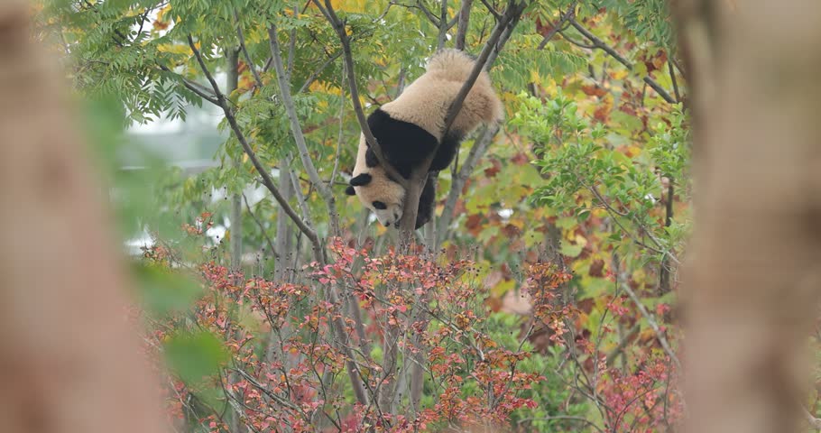 Giant panda baby playing on the tree