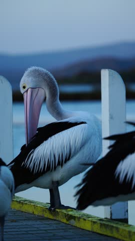 Close-up of Australian pelicans resting on a pier in warm late afternoon light along the peaceful coastal waterfront at Mallacoota, Victoria, Australia.