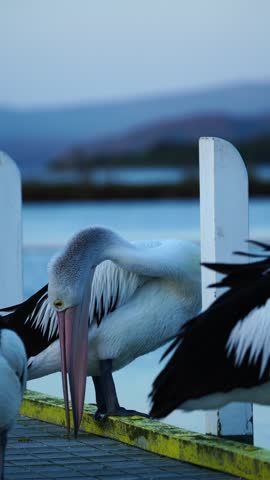 Close-up of Australian pelicans resting on a pier in warm late afternoon light along the peaceful coastal waterfront at Mallacoota, Victoria, Australia.