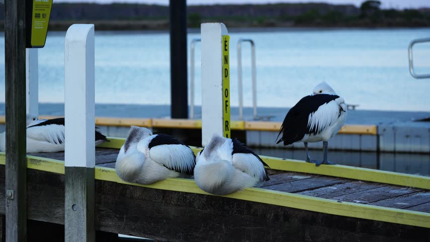 Australian pelicans tuck their large bills beneath their wings while sleeping on a pier in Mallacoota, Victoria, Australia.