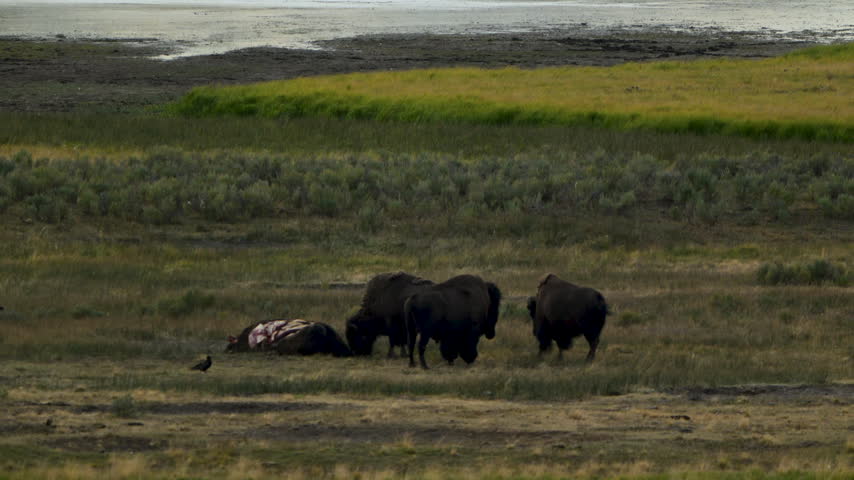 Three Bison Graze Near Carcass in Hayden Valley