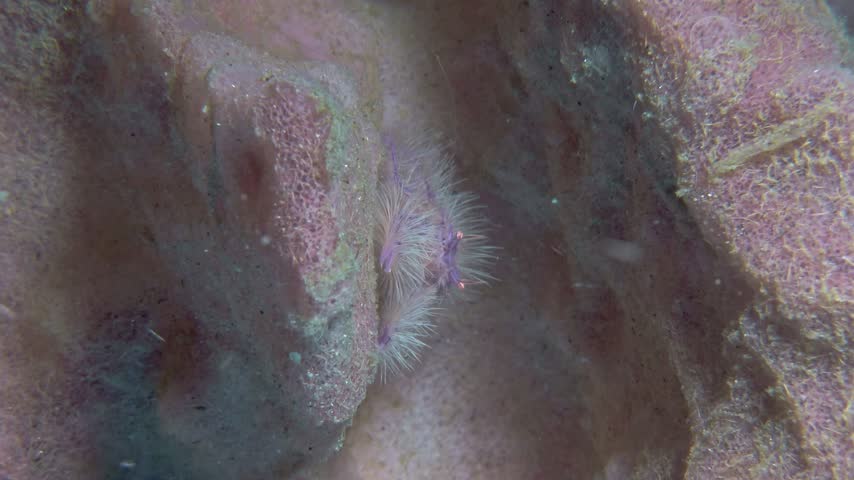 A hairy crab sits on a red sea sponge. Pink squat lobster (Lauriea siagiani) Western Pacific, 1 cm. On the barrel sponges, mimics purple brittle stars. ID: Hairy, with purple outlines.