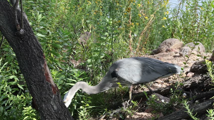 Great Blue Heron Catching a Fish.