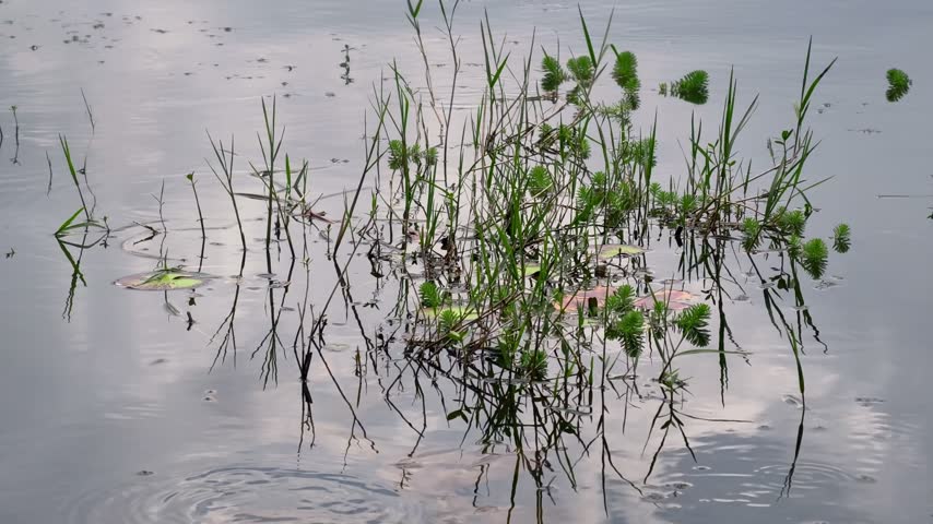 Aquatic Plants and Reeds Floating on Calm Lake Surface