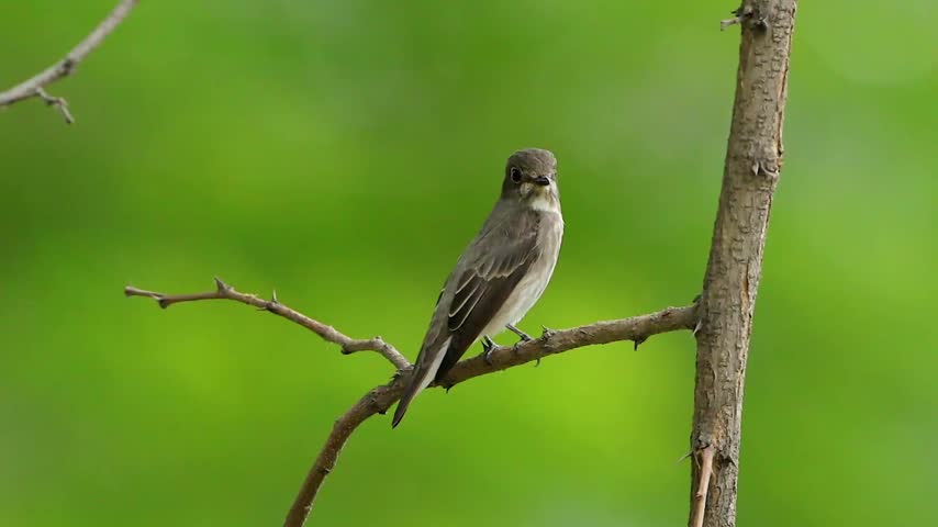 Small brown bird perched on a bare tree branch against a blurred green natural background