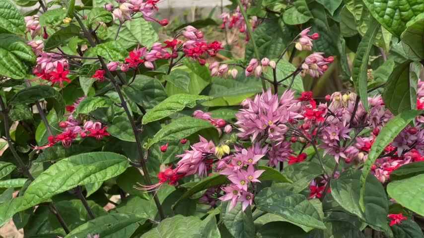 Clerodendrum speciosum (Bleeding-heart vine) in full bloom
