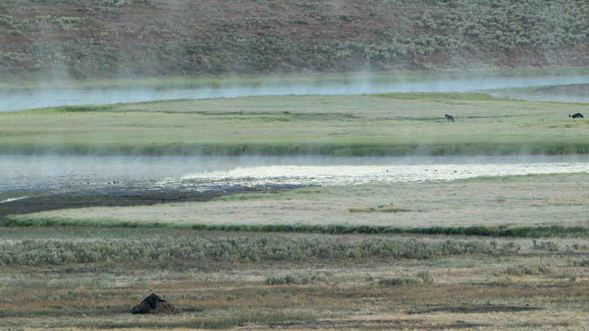 Wafts of Fog on the Yellowstone River with Wildlife Throughout the Scene
