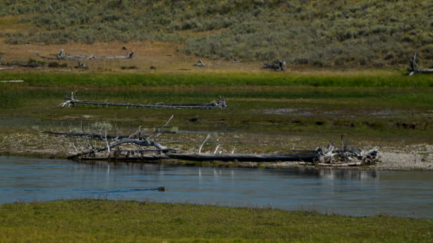 Wolf Swims Across Current of Yellowstone River in Hayden Valley