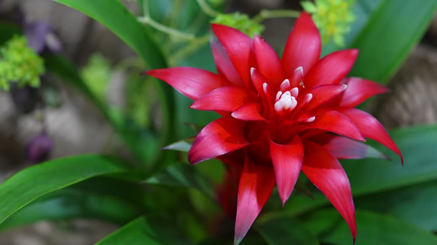 Close-up macro of a vibrant red Guzmania bromeliad flower blooming with lush green leaves in a tropical exotic garden plant arrangement