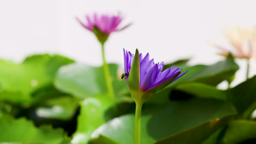 Honeybee hovers and pollinates a vibrant purple water lily flower in bright natural sunlight.