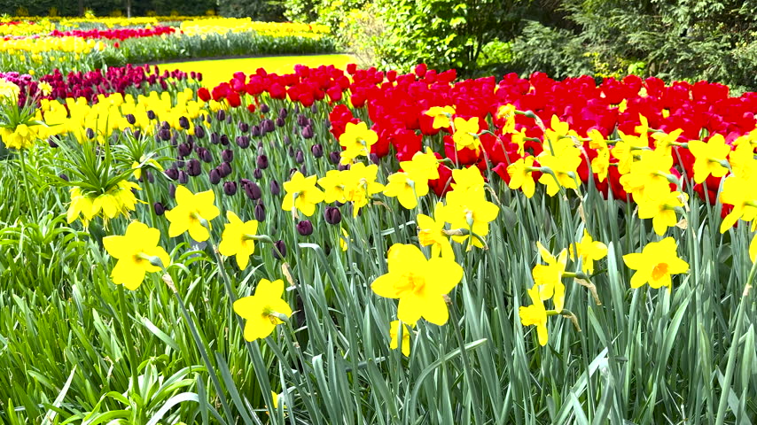 Vibrant spring flower bed featuring yellow daffodils, red tulips, and purple flowers in a lush botanical garden. Ideal for nature, wellness, and sustainability themes.