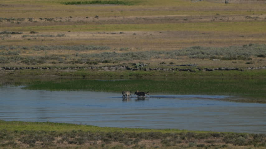 Wolves Splash in Yellowstone River in Hayden Valley